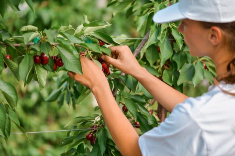 Delta Agrar Introduces Pesticide-Free Cherries to Market