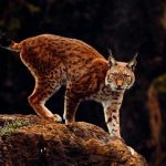 Balkan Lynx